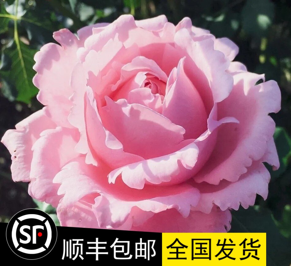 新品种月季花苗 索菲罗莎/苏菲罗莎 粉色大花浓香多季开花抗病强