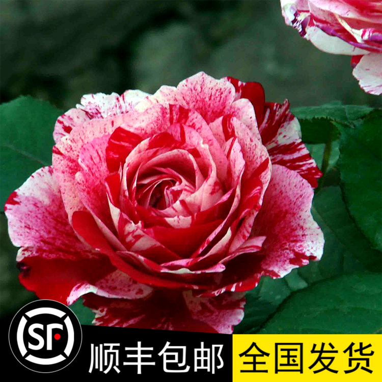 进口欧月条纹月季花苗 说愁 红白条纹 勤花 四季开花带花苞发货