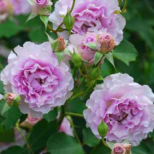 优秀品种新浪潮月季花灌木勤花浓香长势快抗病性优秀一六八园艺