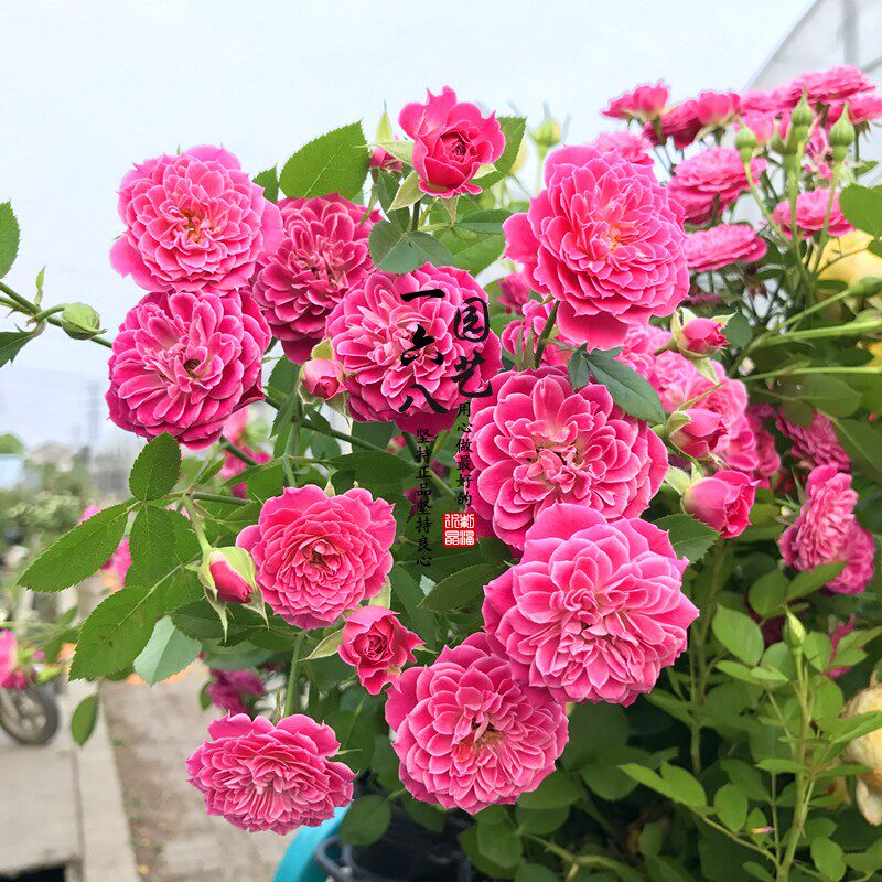 欧月新品微型月季新西兰马里奥塔marriotta勤花易养微型阳台月季