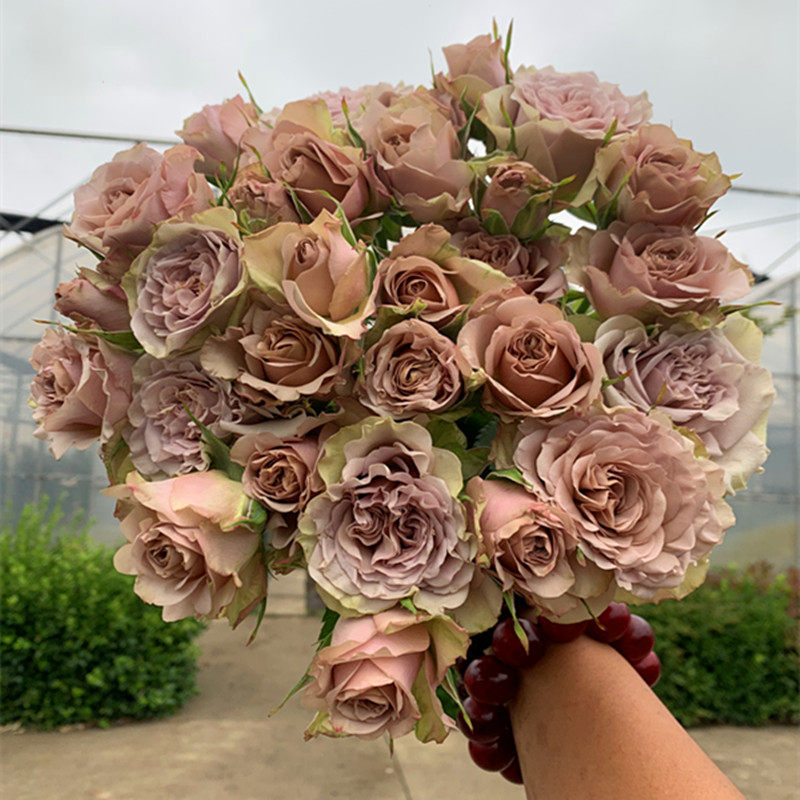 新品梦寐月季花灌木大花多头花期持久长势快抗性优秀一六八园艺