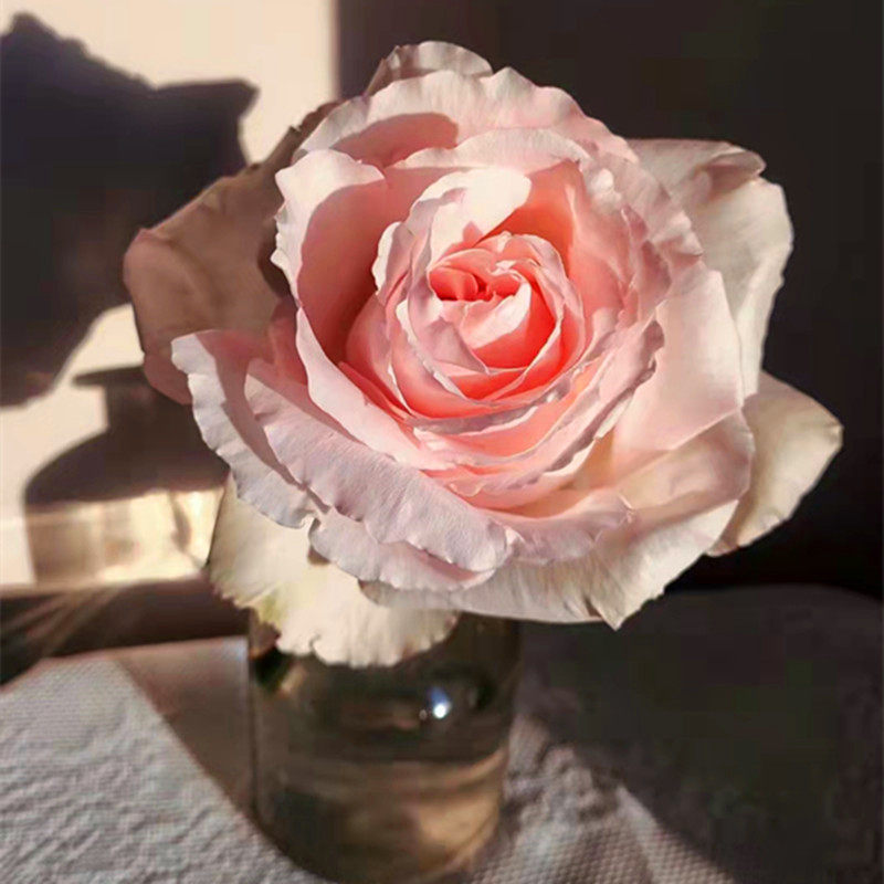 新品2加仑根接大苗伟大世纪月季花浓香花径可达20CM+一六八园艺