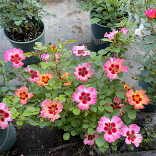 阳光巴比伦眼睛月季颜色深浅变化长势快勤花耐热易养阳台盆栽庭院