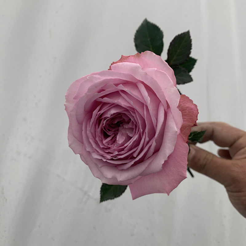 河本新品根接苗魅力绸缎月季花浓香灌木勤花易养长势快一六八园艺