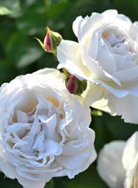 多季易养护皮实好养月季花