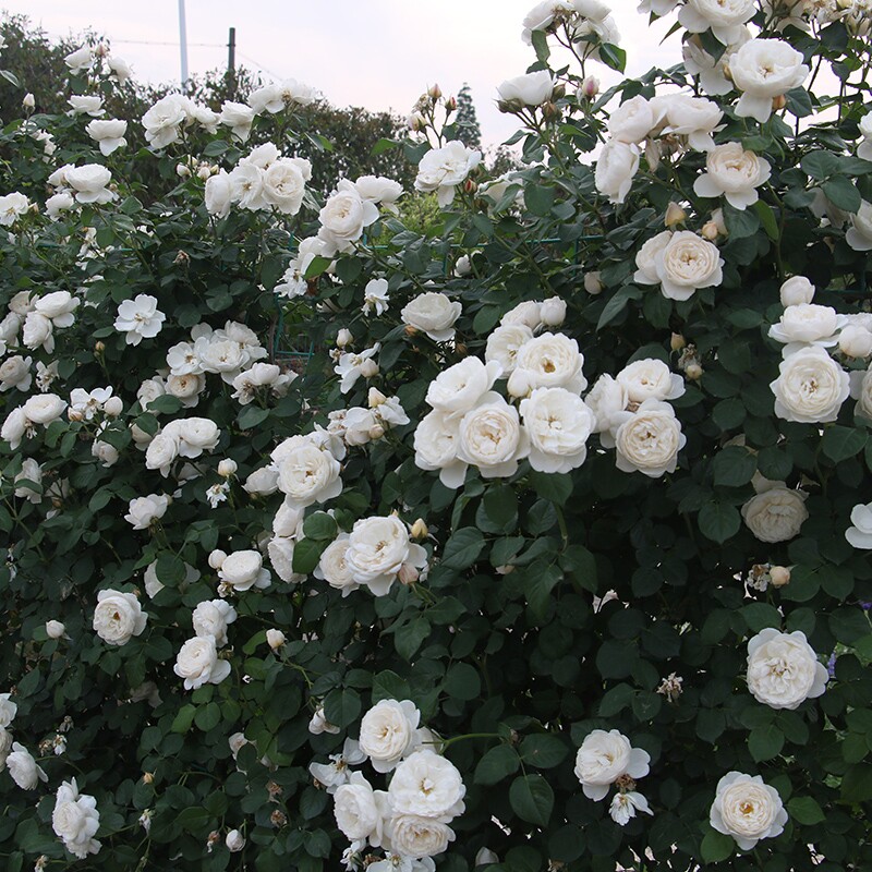 西塞罗天堂月季可藤可灌花卉多季开花勤花盆栽阳台庭院一六八园艺