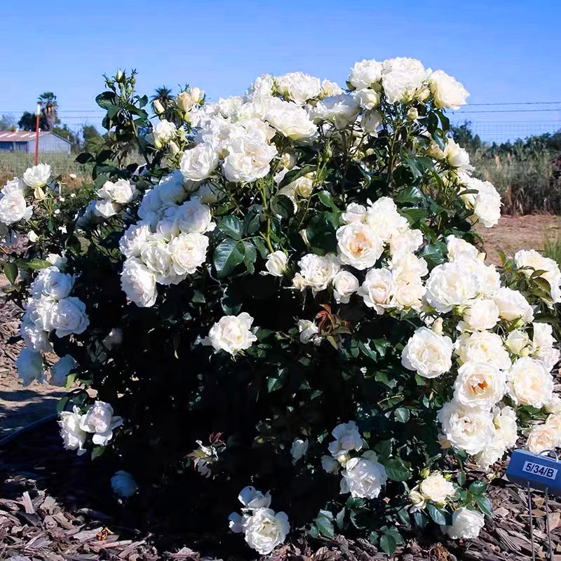 冰冠玫迪兰月季花拿奖拿到手软花长势快勤花易养阳台盆栽庭院种植