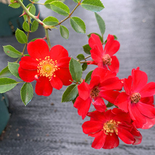 红一重微型蔷薇盆景月季花长势快阳台盆栽庭院种植一六八园艺