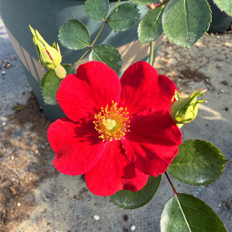 低维护地被红色天鹅绒地毯月季花长势快勤花耐热阳台盆栽庭院种植,鲜花速递/花卉仿真/绿植园艺,月季/蔷薇/玫瑰,淘宝优惠券,粉丝福利购,淘宝优惠卷