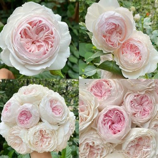 尘世天使-克里斯蒂娜公爵夫人月季花可藤可灌浓香长势快抗病性好