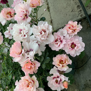 粉红柠檬眼睛月季花颜色深浅变化长势快勤花耐热易养阳台盆栽庭院