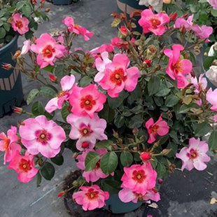 看着我的眼睛月季花颜色深浅变化长势快勤花耐热易养阳台盆栽庭院