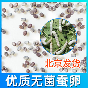 天然彩蚕卵蚕种场蚕蛋小蚕卵蚕宝养蚕套装黄茧卵白蚕金丝蚕彩色蚕