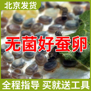 蚕宝宝卵蚕种场蚕籽蚕蛋小蚕卵自然课黄茧卵白蚕金丝蚕天然彩色蚕
