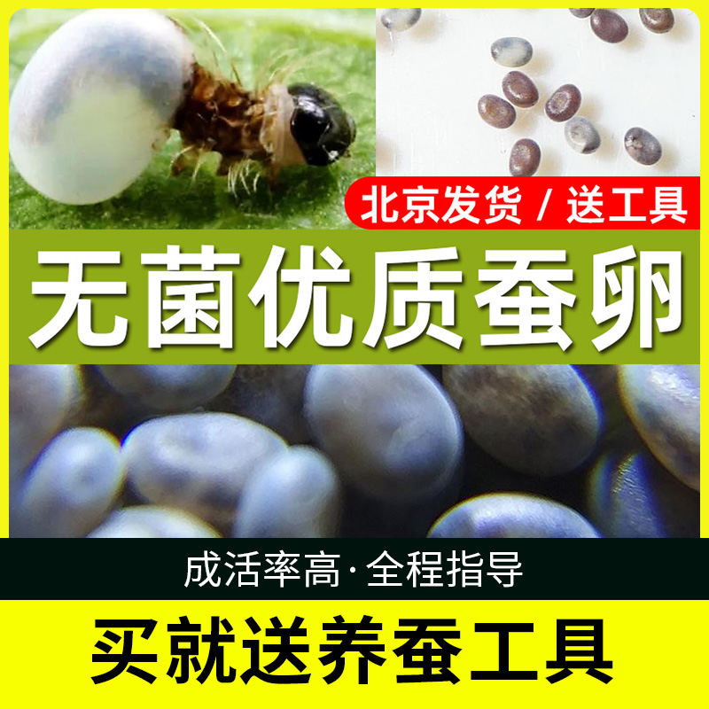蚕宝宝卵蚕种场蚕籽蚕蛋小蚕卵自然课黄茧卵白蚕金丝蚕天然彩色蚕
