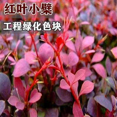 红叶小檗树苗紫叶小檗工程绿化