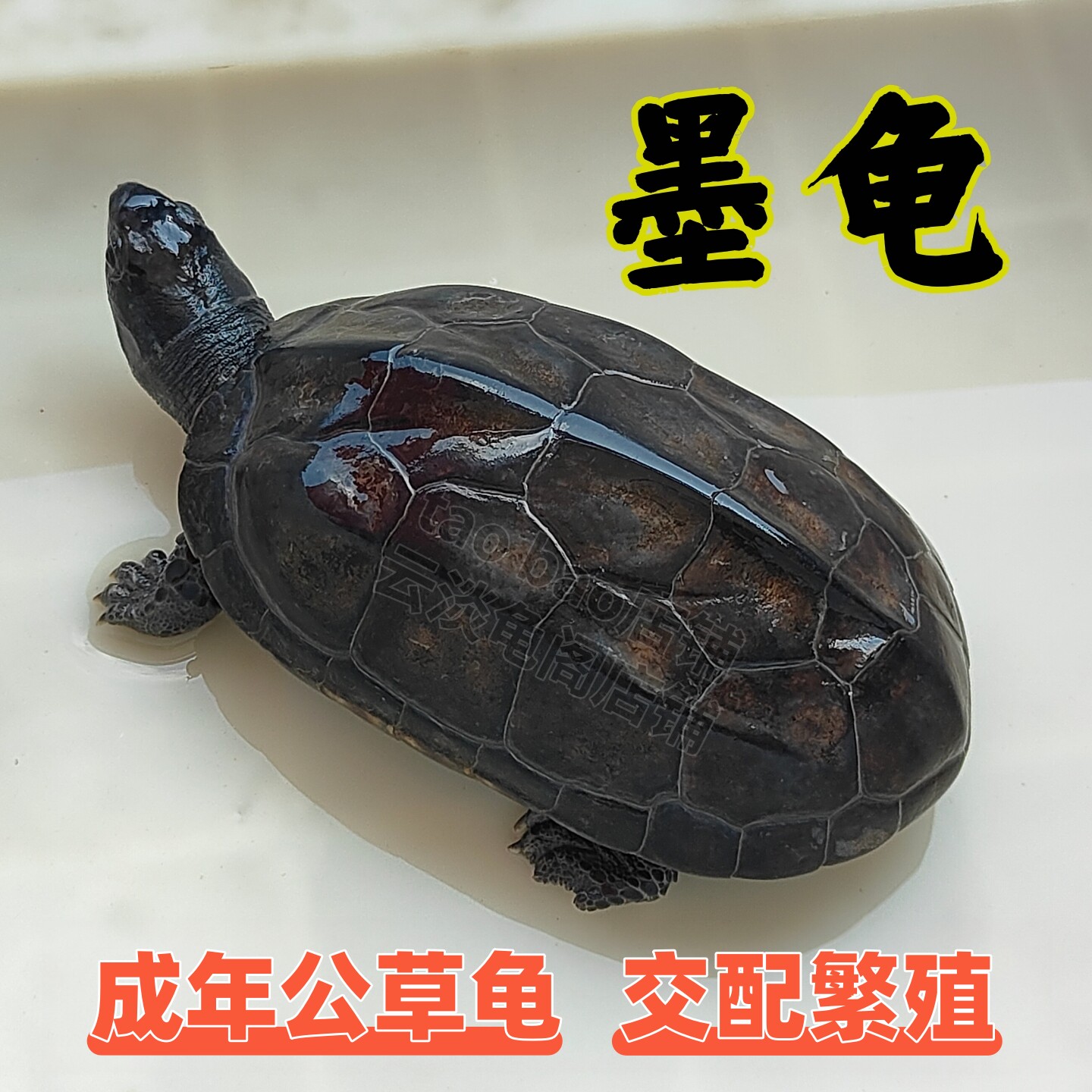 公草龟墨龟公乌龟龟黑壳全黑龟