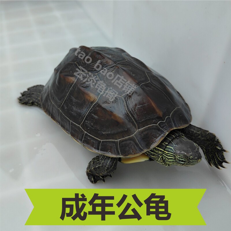 可交配繁殖成熟公草龟活物