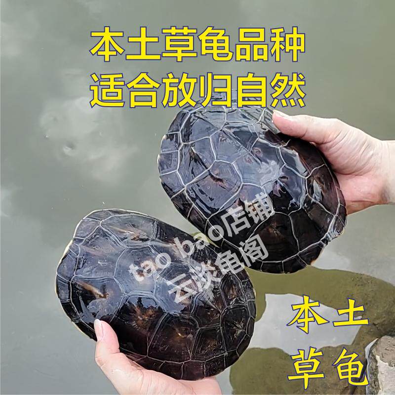 转运乌龟许愿招财长寿中国本土龟