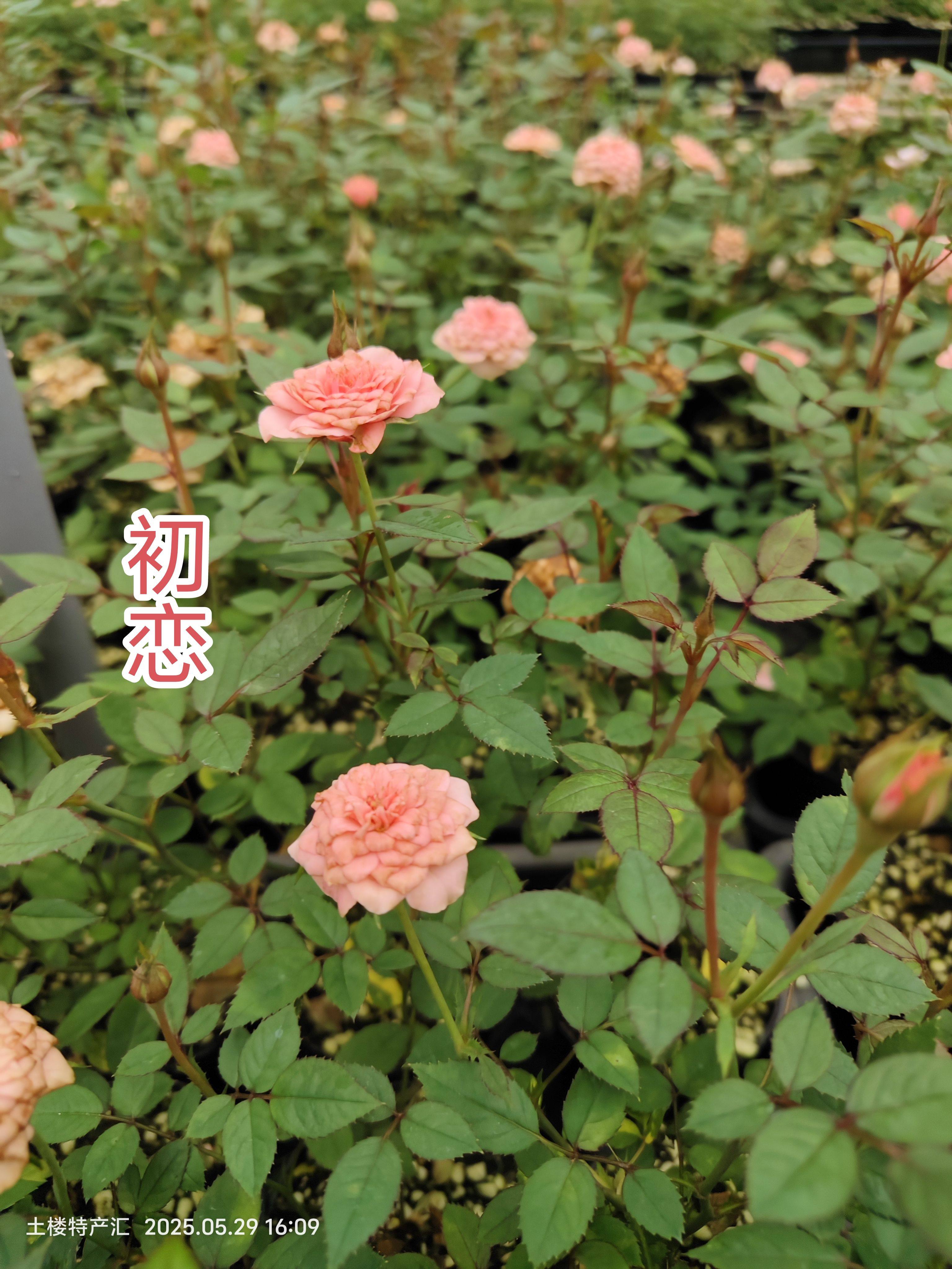 初恋月季 新品超微月季 稀有品月季/蔷薇/玫瑰