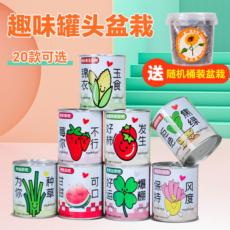 桌面diy盆栽礼品礼物罐装办公室迷你植物小盆栽青草种植草头娃娃