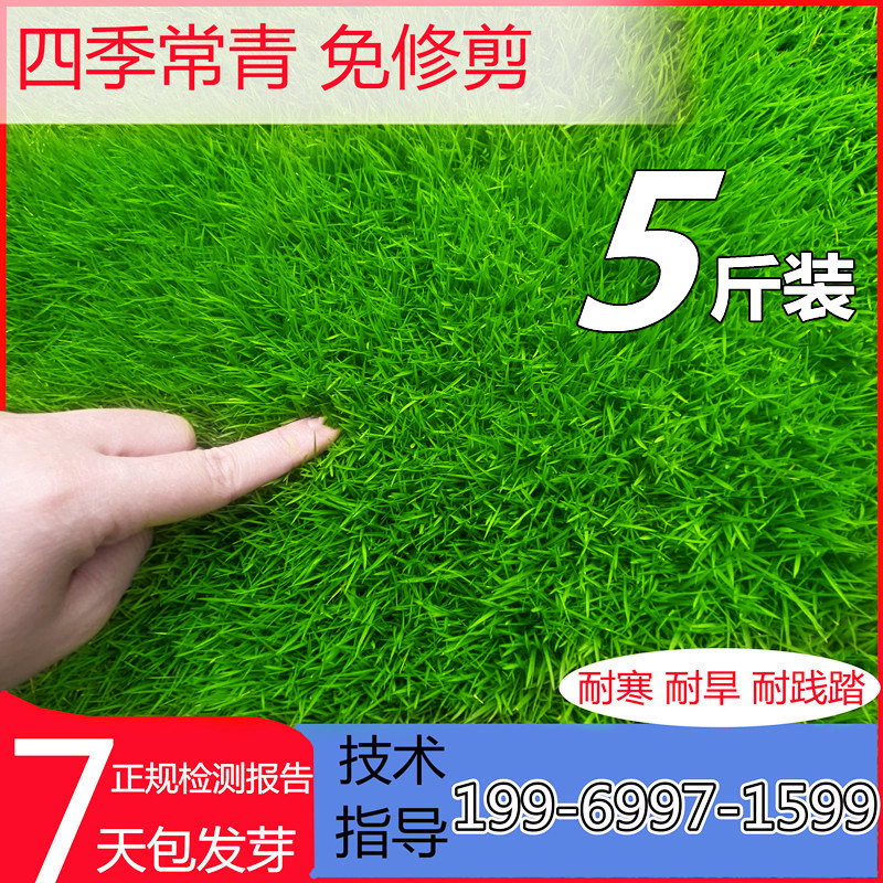 草坪草籽量大优惠四季青护坡绿化