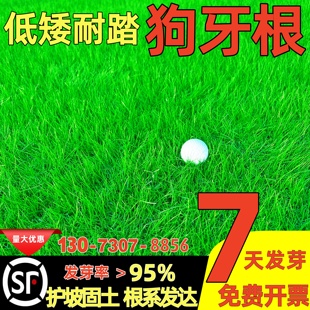 狗牙根草籽耐热耐旱护坡固土庭院绿化百慕大草皮免修剪耐践踏种子