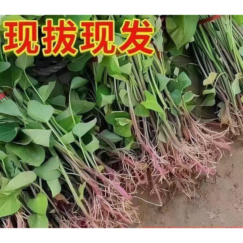 红薯苗地瓜苗紫薯苗密薯苗西瓜红薯苗板栗薯秧苗黄心蜜薯苗种薯苗