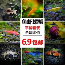 宠物观赏虾活体水族淡水蓝色小虾草缸除藻虾樱花红琉璃水晶虾米虾