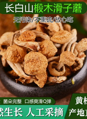 东北特产滑子蘑干货口感嫩滑无根