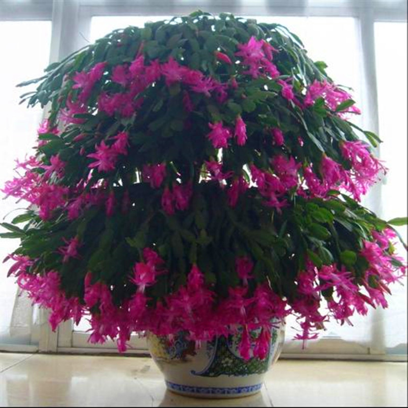 蟹爪兰盆栽苗可嫁接带根包邮带花苞花卉观花植物室内花四季开花