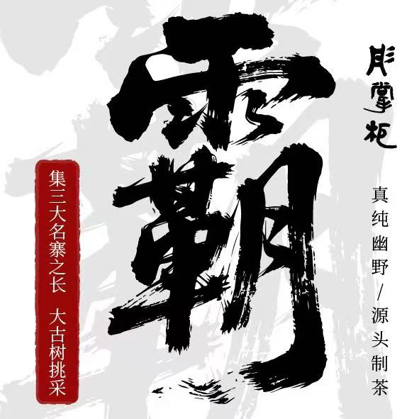 藏客先行试喝新品2019年霸茶香柔刚猛临沧大古树挑采普洱茶生茶