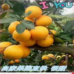 黔阳冰糖橙正宗自家果园高山种植现摘湖南怀化安江沙湾冰糖柑超甜