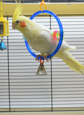 虎皮牡丹玄凤小太平洋阳鹦鹉文蜡嘴鸟笼攀爬吊环秋千乐趣玩具用品