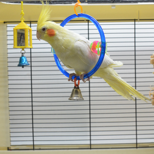 虎皮牡丹玄凤小太平洋阳鹦鹉文蜡嘴鸟笼攀爬吊环秋千乐趣玩具用品