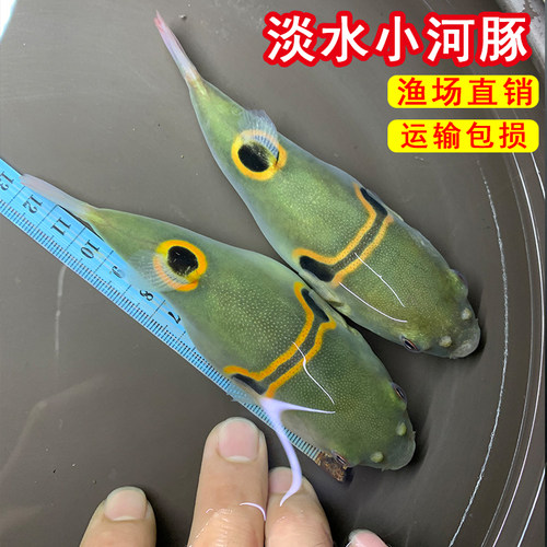 小河豚观赏鱼斑马狗头淡水鱼