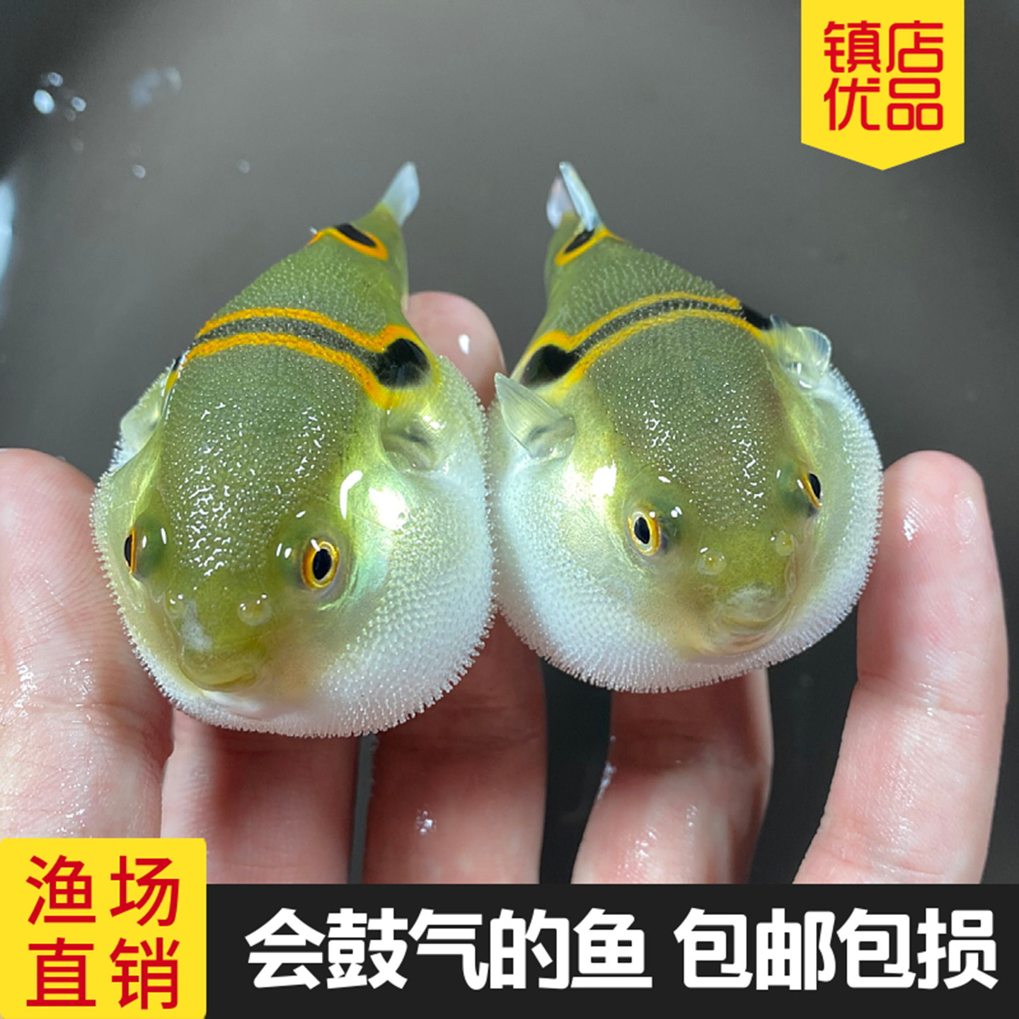 弓斑河豚观赏鱼冷淡水潜水艇宠物狗头小鱼苗耐活好养巧克力娃娃鱼