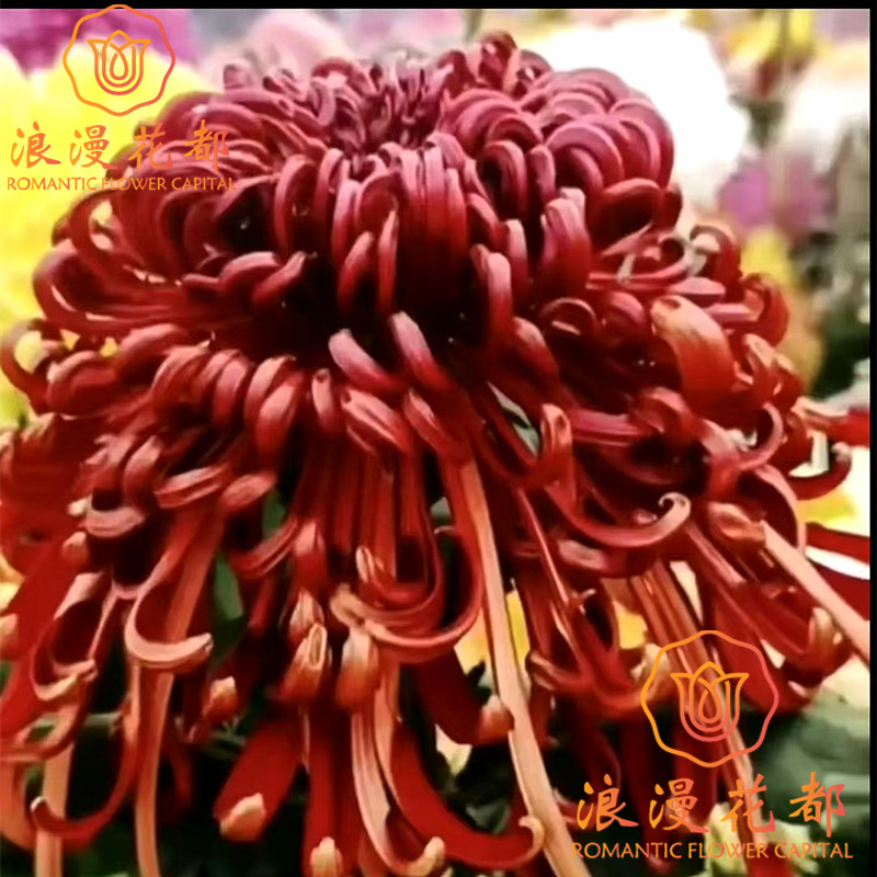大花七彩墨韵秋季大菊花盆栽