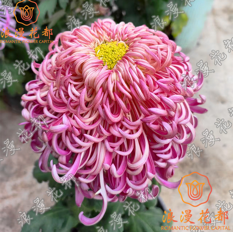 【大花漓江春色】秋季大菊花苗盆栽带花苞耐寒庭院阳台好养花卉