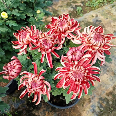 大花兼六红/红国华秋季大菊花