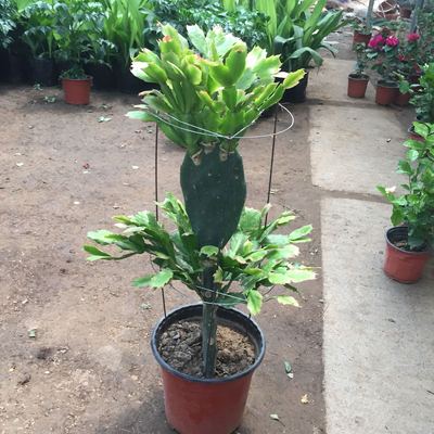 仙人掌盆栽嫁接蟹爪开花