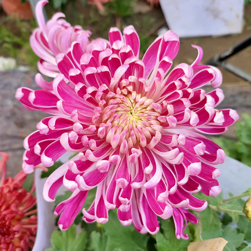 大花雪罩红梅秋季大菊花苗