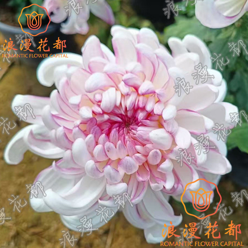 【大花华严的龙】秋季大菊花盆栽