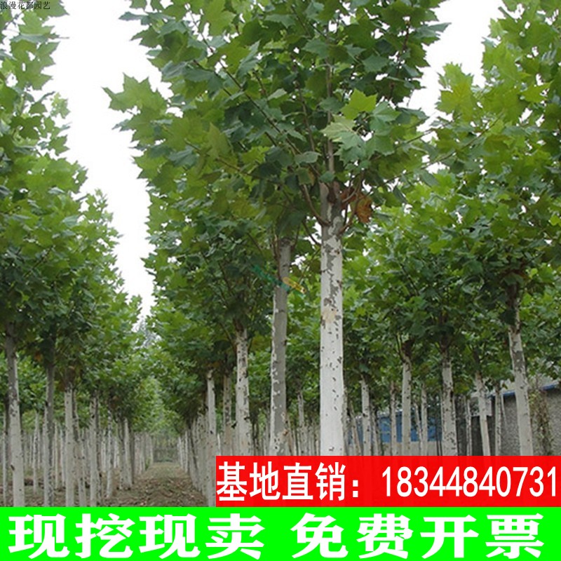 法桐树苗青桐苗法国行道树