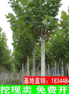 法桐树苗青桐苗法国法桐青皮梧桐泡桐树苗悬铃木高杆行道绿化树木