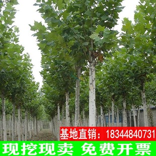 法桐树苗青桐苗法国法桐青皮梧桐泡桐树苗悬铃木高杆行道绿化树木