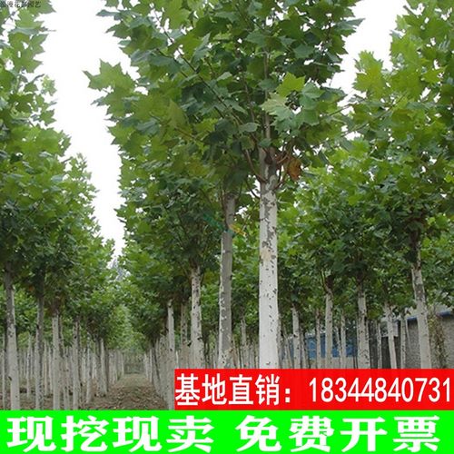 法桐树苗青桐苗法国行道树