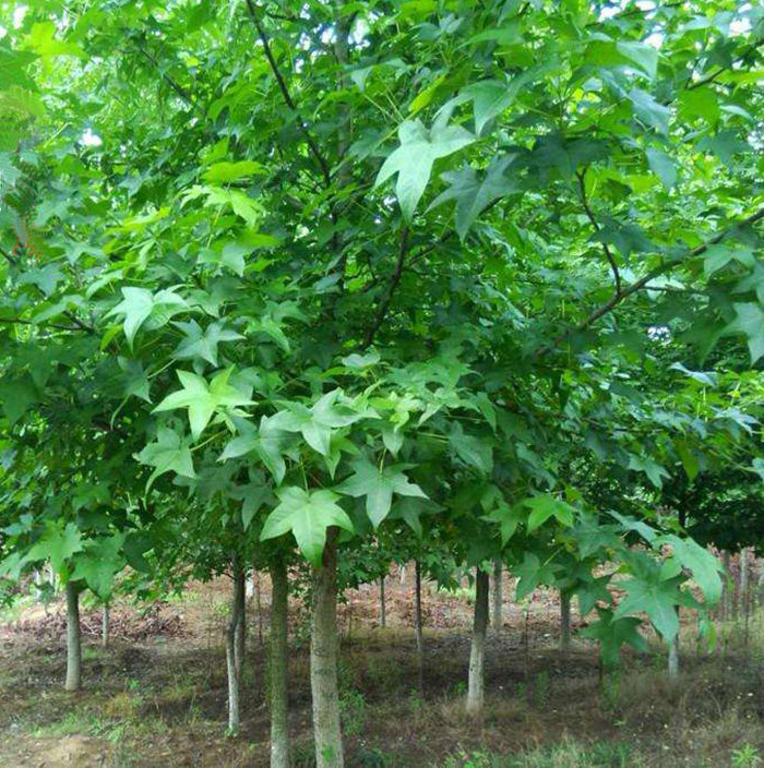 庭院植物园林绿花苗木花卉五角枫枫树/槭树