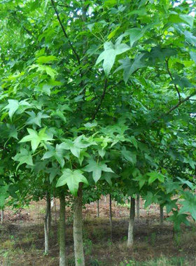庭院植物园林绿花苗木花卉五角枫苗元宝枫树苗景观植物五角枫树苗