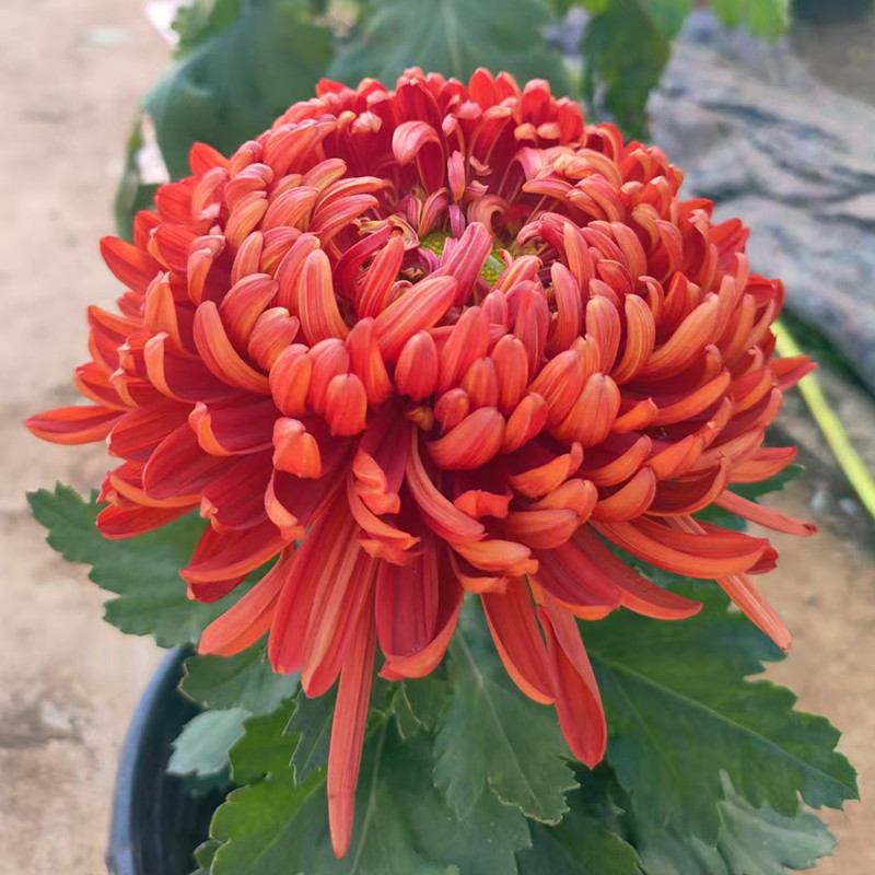【大花盘龙圣火】秋季大菊花苗盆菊花类